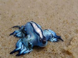 Kumpulan Foto Hewan Aneh dan Langka yang Hidup di Bumi