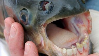 Ikan ini bernama Pacu, ikan ini unik karena memiliki gigi yang mirip dengan manusia. Ikan ini adalah jenis ikan yang umum ditemukan di sungai Amazon. Namanya ilmiahnya adalah Colossoma Macropomum atau biasa disebut ikan pacu. Ikan ini masih erat hubungannya dengan ikan Piranha. Bedanya, saudaranya itu adalah ikan karnivora sedangkan Pacu adalah ikan herbivora. Mereka memakan tumbuhan.  (Foto: boredpanda)