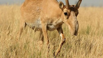 Saiga antelope (Saiga tatarica) adalah hewan yang tubuhnya mirip dengan antelope (sejenis kijang yang bertubuh kecil). Wajah hewan ini merupakan perpaduan antara wajah antelope, kambing, dan tapir. Saiga antelope hanya bisa ditemukan di sebagian pegunungan Kaukasus yang berbatasan dengan Rusia dan Mongolia. (Foto: boredpanda)