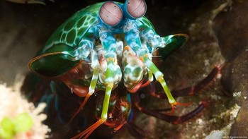 Mantis Shrimp atau Udang Mantis. Disebut mantis, karena bentuk dan sifatnya yang sangat mirip dengan belalang mantis atau lebih kenal dengan belalang sembah. Hewan ini memiliki wajah yang unik terutama di bagian matanya. Dengan matanya ia dapat melihat cahaya yang terpolarisasi dan memprosesnya dengan cara yang tidak dapat dilakukan manusia.  (Foto: Boredpanda)