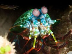 Kumpulan Foto Hewan Aneh dan Langka yang Hidup di Bumi