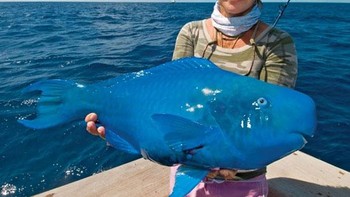 The Blue Parrotfish merupakan ikan yang berhabitat di Samudera Atlantik dan lautan Karibia. Memiliki tubuh berwarna biru muda, ikan satu ini punya ukuran yang cukup besar dan bisa mencapai 1,2 meter. 80% nya ikan ini menghabiskan waktu untuk mencari makanan. (Foto: boredpanda)