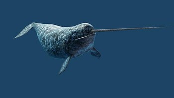 arwhal, atau narwhale (Monodon monoceros), adalah paus bergigi berukuran sedang yang memiliki  “gading atau tanduk” yang menonjol. Ia hidup sepanjang tahun di perairan Arktik sekitar Greenland, Kanada, dan Rusia. narwhal adalah salah satu dari dua spesies hidup dari ikan paus di keluarga Monodontidae, bersama dengan ikan paus beluga. (Foto: Boredpanda)