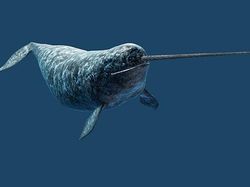 Kumpulan Foto Hewan Aneh dan Langka yang Hidup di Bumi