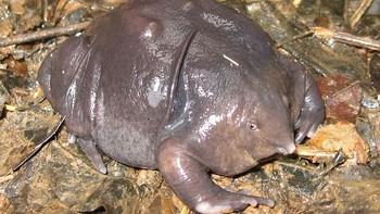 Indian Purple Frog jenis katak berwarna ungu. Dapat ditemukan di India, spesies katak ini memiliki wujud unik dengan kepala yang kecil namun badannya besar. (Foto: Boredpanda)