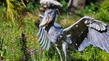 Shoebill adalah jenis burung yang unik karena memiliki paruh berukuran besar. Hewan ini bisa ditemukan di beberapa daerah Afrika seperti Sudan, Uganda, Tanzania, dan Zambia. (Foto: Boredpanda)