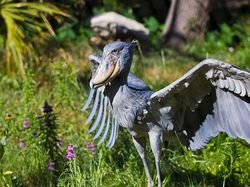 Kumpulan Foto Hewan Aneh dan Langka yang Hidup di Bumi