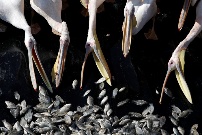 Migrating Great White pelicans are fed as part of an Israeli Agriculture Ministry funded project aiming to prevent the pelicans from feeding from commercial fish breeding pools, at a water reservoir in Mishmar Hasharon, central Israel October 24, 2017.REUTERS/Ronen Zvulun