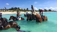 Tur ini dimulai dari harga 110 USD (Rp 1,4 juta) untuk grup tur, dan 190 USD (Rp 2,5 juta) untuk private tour. Mau mencoba? (Provo Ponies/Facebook)