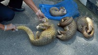 Petugas mengumpulkan trenggiling (Manis Javanica) yang mati setelah diselamatkan dari para penyelundup. (Foto: ANTARA FOTO/Wahyudi)