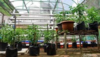 Jenisnya pun beragam mulai dari cabai, bayam, hingga kangkung.