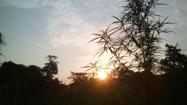 Serda Sigit, TNI Penyulap 98 Hektare Ladang Ganja Jadi Sawah