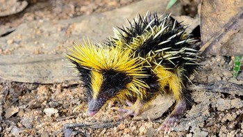 Lowland Streaked Tenrec hewan aneh ini adalah hewan mamalia tubuhnya diselimuti duri-duri tajam berwarna kuning. Hewan ini dapat ditemukan di Madagaskar, Afrika. Tenrec adalah satu-satunya mamalia yang  diktetahui menggunakan perumusan untuk menghasilan suara seperti suara ular atau serangga. (Foto: Boredpanda)
