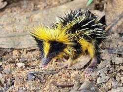 Kumpulan Foto Hewan Aneh dan Langka yang Hidup di Bumi