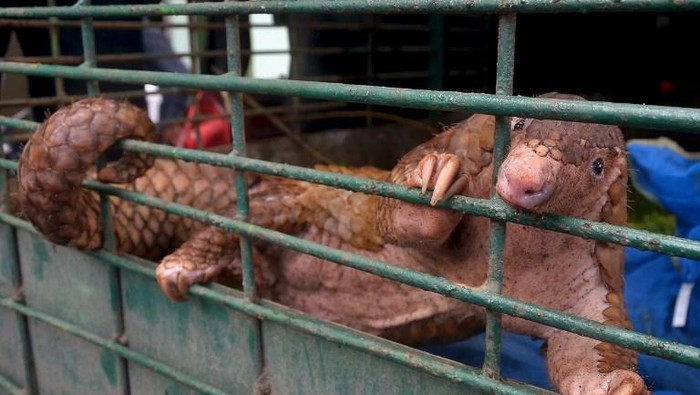 Indonesian officers examine a pangolin after a recent raid in Pekanbaru, Riau province on October 25, 2017.
Indonesian authorities have seized more than 100 critically endangered pangolins, an official said on October, a haul conservationists said was worth about 1.5 million USD. / AFP PHOTO / WAHYUDI