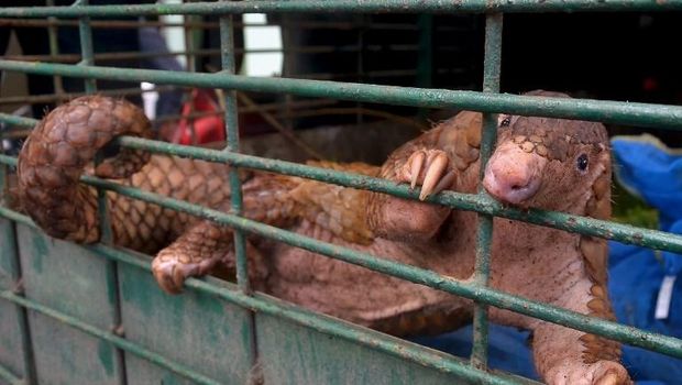 Ini Alasan Mengapa Trenggiling di Sumatera Terus Diburu