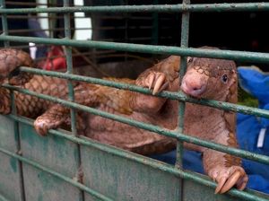 Tentang Trenggiling yang Diduga Ikut Sebar Virus Corona di China
