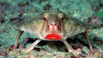Satwa laut ini bernama Red-lipped Batfish atau ikan kelelawar memiliki wajah unik terutama di bagian bibirnya yang terlihat merah merona. Jenis ini dapat ditemukan di Samudera Pasifik, Kepulauan Galapagos. Meski berjenis ikan, namun ia bukan perenang handal. Dengan menggunakan siripnya ikan kelalawar ini dapat berdiri di dasar laut dan berjalan menggunakan ujung-ujung siripnya. (Foto: Boredpanda)