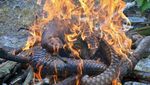 Foto: Trenggiling yang Selamat dari Penyelundupan di Riau
