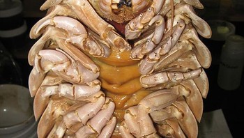 Giant Isopod adalah jenis Kutu Raksasa hidup di dasar laut dengan pedalaman 6000 meter. Giant Isopod merupakan Carnivirous Crustacean yang menghabiskan waktunya untuk menggali dasar laut untuk mencari makanan, makanan yang terdapat di dasar laut sangat langka untuk didapatkan, sehingga Isopod beradaptasi untuk memakan apapun yang terjatuh dari atas. (Foto: boredpanda)