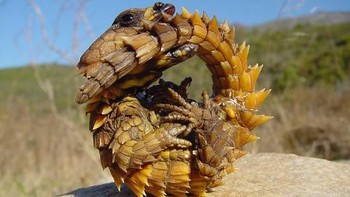 Thorny Dragon atau dikenal dengan kadal berduri. Tubuh kadal ini dipenuhi duri-duri kerucut nan tajam, tak terkecuali kepala dan ekornya. Warna kulitnya bisa berubah-ubah, dari kuning menjadi cokelat kemerahan atau hitam, tergantung pada warna tanah yang mereka lewati. Spesies ini juga memiliki semacam kepala palsu di bahunya yang berfungsi untuk mengecoh predator. (Foto: Boredpanda)