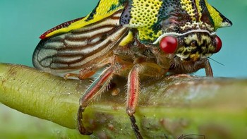 Umbonia Spinosa, diperkirakan hewan ini adalah semacam jangkrik. Ahli ekologi mengatakan bahwa umbonia spinosa menggunakan paruhnya untuk menembus tanaman batang dan meminum getahnya. (Foto: Boredpanda)
