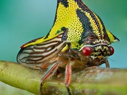 Kumpulan Foto Hewan Aneh dan Langka yang Hidup di Bumi