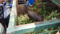 Kedua tersangka inisial A (25) dan B (22) yang ditangkap TNI AL merupakan warga Kabupaten Bengkalis, Riau. Keduanya ditangkap saat membawa Trenggiling dengan kapal di Selat Bengkalis pada Selasa (24/10) pada siang hari. (Foto: chaidir tanjung)