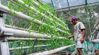 Dengan lahan seluas 500 meter persegi, bank sampah Rawajati juga mengelola tanaman hidroponik yang panen setiap tiga minggu.