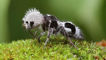 Pernah lihat semut punya bulu? ini dia berjenis Mutillidae ternyata merupakan jeni  tawon. Jadi Mutillidae adalah famili yang terdiri lebih dari 3.000 spesies tawon dan betinanya berbulu serta tak bersayap sehingga menyerupai semut yang berbulu. Jenis ini dapat ditemukan di Chili, mereka terkenal dengan sengatannya yang sangat menyakitkan. Spesies ini memiliki banyak warna salah satunya hitam dan putih yang mirip dengan motif hewan Panda. (Foto: Boredpanda)
