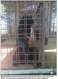 Kok Bisa? Lidah Beruang Kena Kaki Gajah