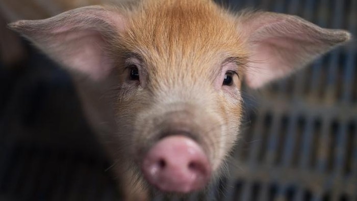 babi