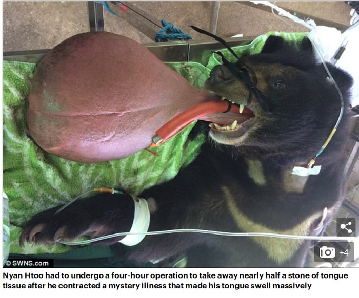 Kok Bisa? Lidah Beruang Kena Kaki Gajah