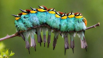 Bukan ulat melainkan burung. Foto: Boredpanda
