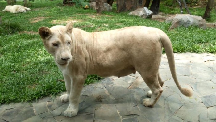 Singa putih Afrika di Faunaland, Ancol