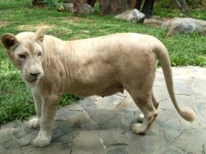 Kenalan Lebih Dekat dengan Singa Putih Asli Afrika