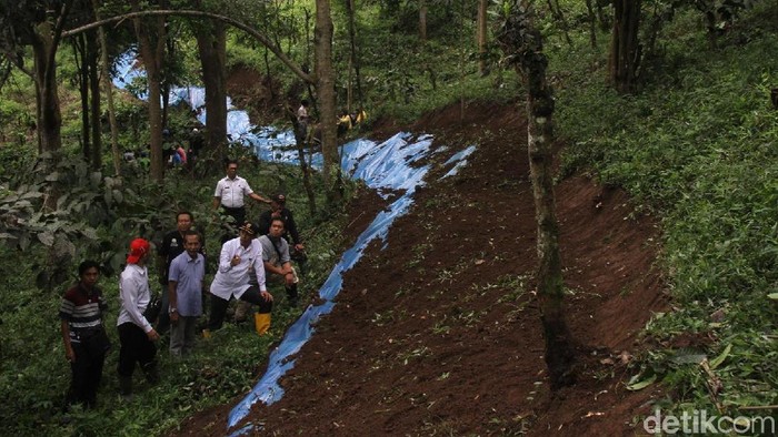 Rawan Longsor, BPBD Tinjau Retakan Tanah di Perkebunan Jember