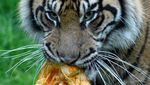 Ketika Harimau Sumatra Ikut Rayakan Halloween