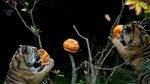 Ketika Harimau Sumatra Ikut Rayakan Halloween