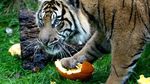 Ketika Harimau Sumatra Ikut Rayakan Halloween