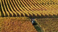 Penampakan kebun anggur di Desa Riex, Bourg-en-Lavaux. 