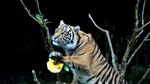 Ketika Harimau Sumatra Ikut Rayakan Halloween