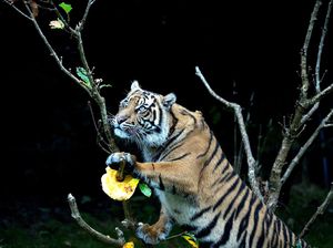 Ketika Harimau Sumatra Ikut Rayakan Halloween