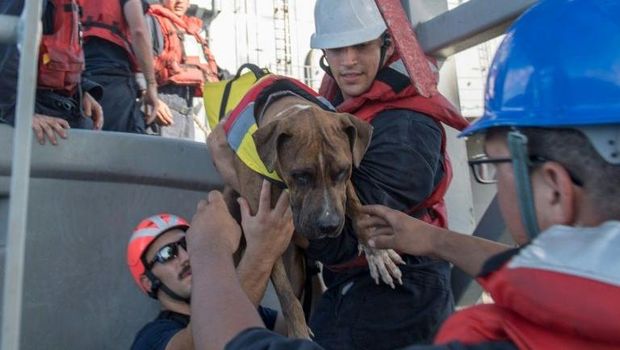 Salah satu anjing peliharaan pelaut AS juga diselamatkan