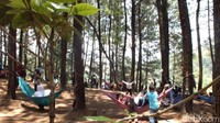 Awalnya ini hutan produksi milik Dinas Perhutani Kabupaten Garut bernama Leuweung (hutan) Oko. Tempat ini kemudian disulap menjadi destinasi wisata baru (Hakim Ghani/detikTravel)