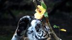 Ketika Harimau Sumatra Ikut Rayakan Halloween