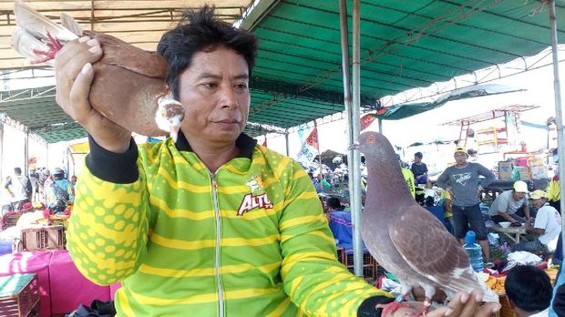 Merpati Ini Dijual Rp 250 Juta Mengapa Bisa Begitu Mahal