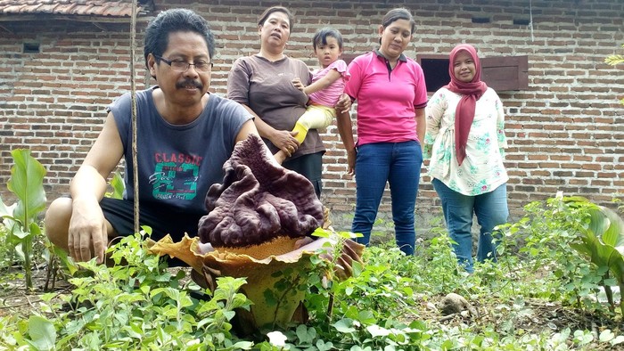 Mekarnya Bunga Bangkai Jadi Tontonan Warga Mojokerto