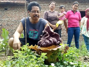 Pahami Perbedaan Antara Bunga Bangkai dan Bunga Rafflesia