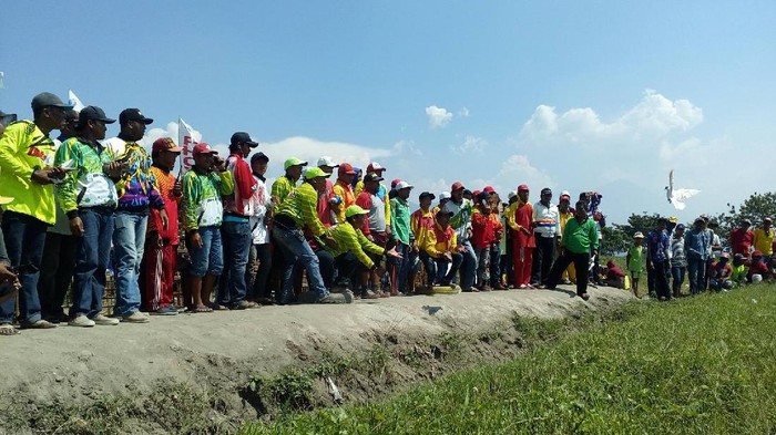 Merpati Ini Dijual Rp 250 Juta Mengapa Bisa Begitu Mahal